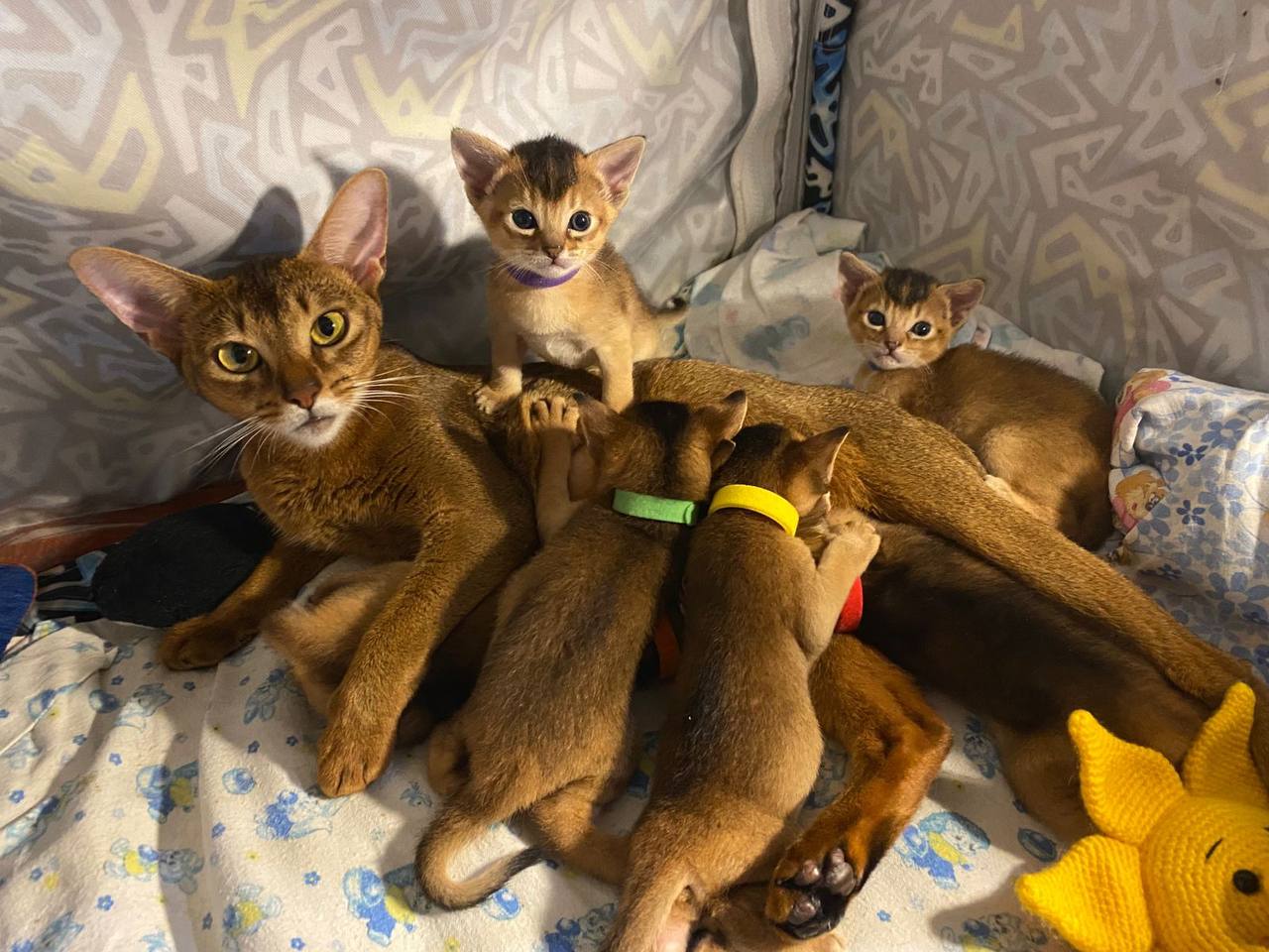 Продажа абиссинского котенка - частное объявление в Находка