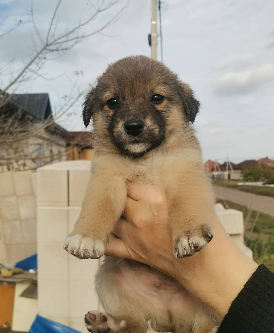 Щенки ищут дом - частное объявление в Белгородская область