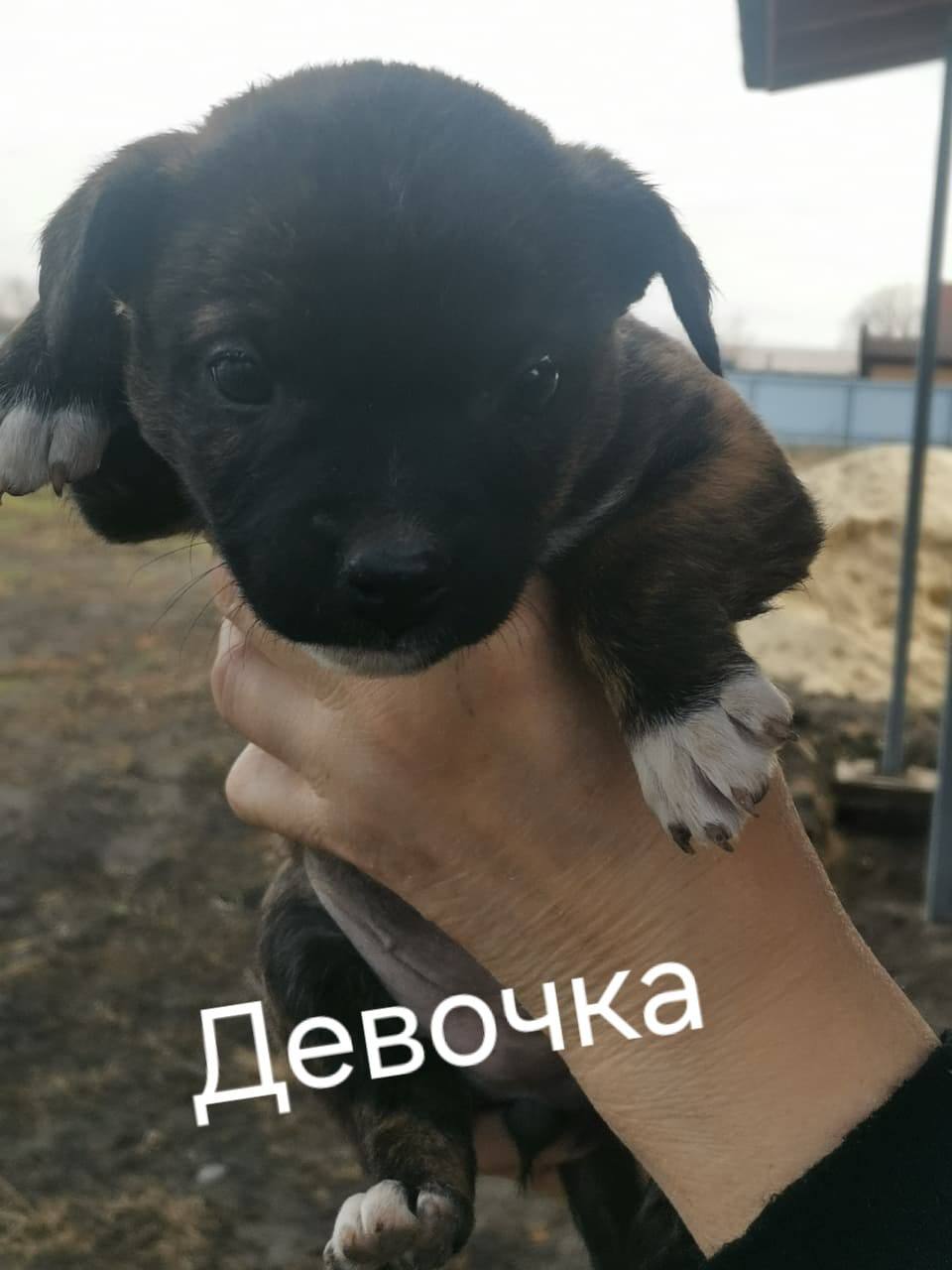 Щенки ищут дом - Животные в Белгородская область - фото 3