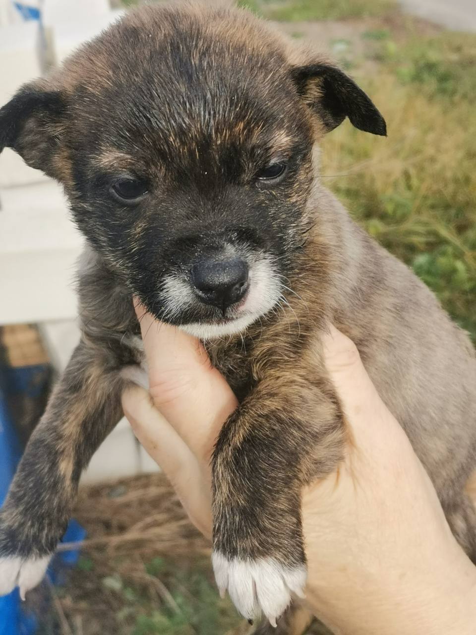 Щенки ищут дом - Животные в Белгородская область - фото 4