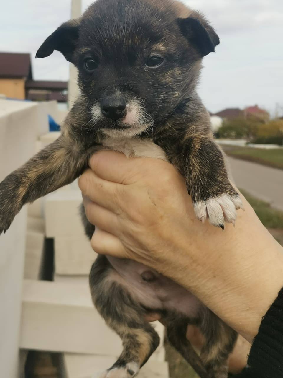 Щенки ищут дом - Животные в Белгородская область - фото 5