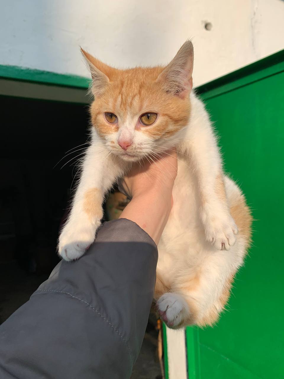 Котята в добрые руки - частное объявление в Белгородская область