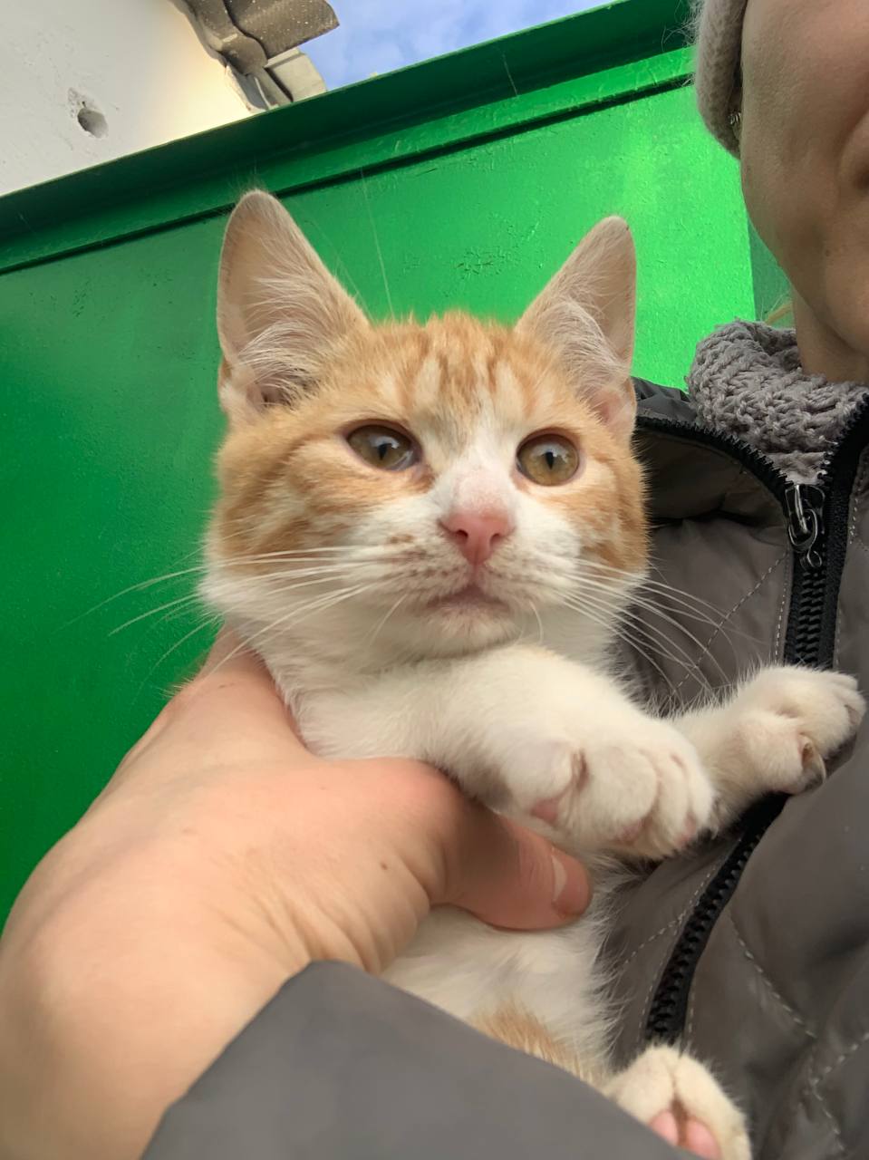 Котята в добрые руки - Животные в Белгородская область - фото 2