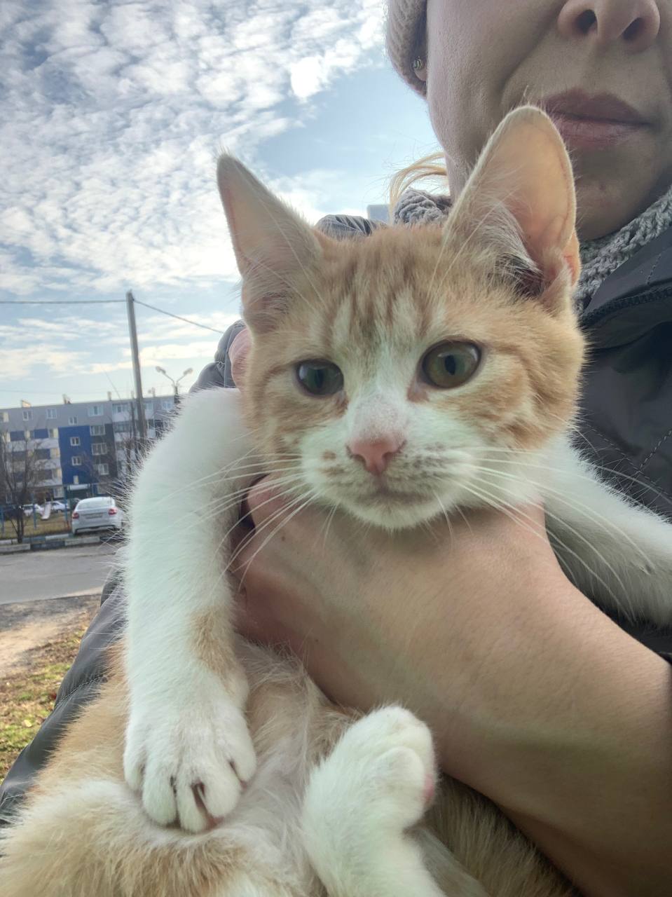 Котята в добрые руки - Животные в Белгородская область - фото 3