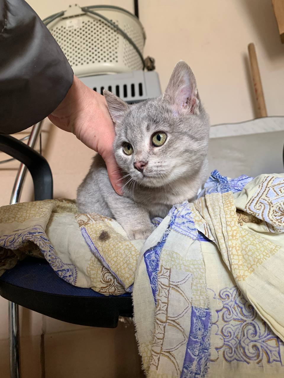 Котята в добрые руки - Животные в Белгородская область - фото 4