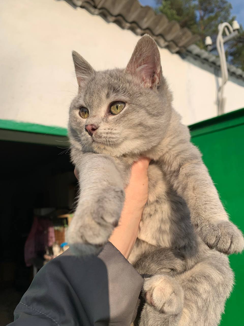 Котята в добрые руки - Животные в Белгородская область - фото 5