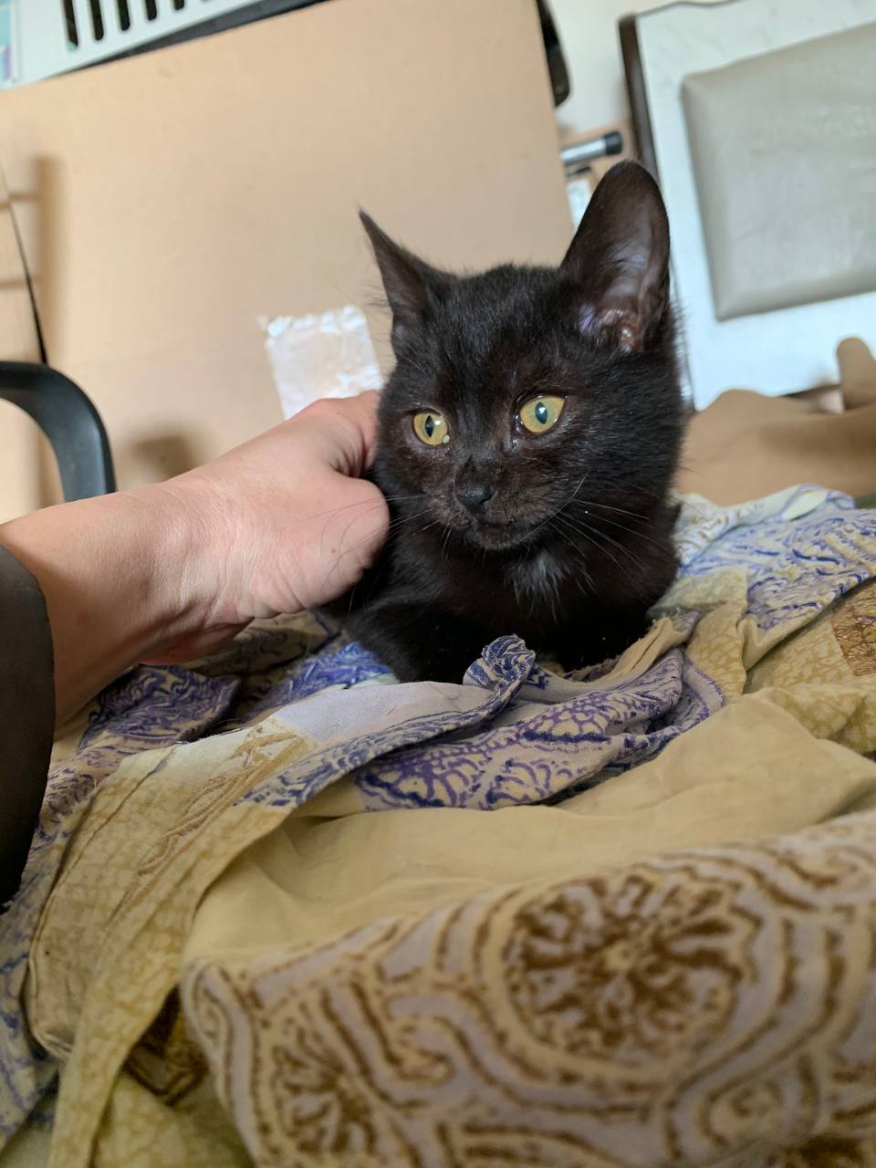 Котик 2 месяца ищет дом - частное объявление в Белгородская область