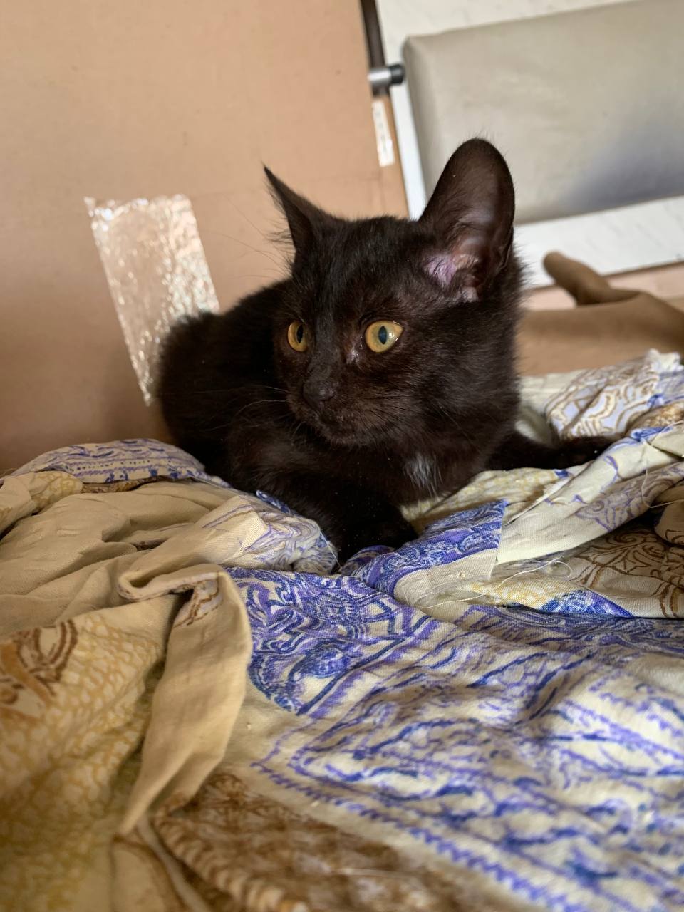 Котик 2 месяца ищет дом - Животные в Белгородская область - фото 2