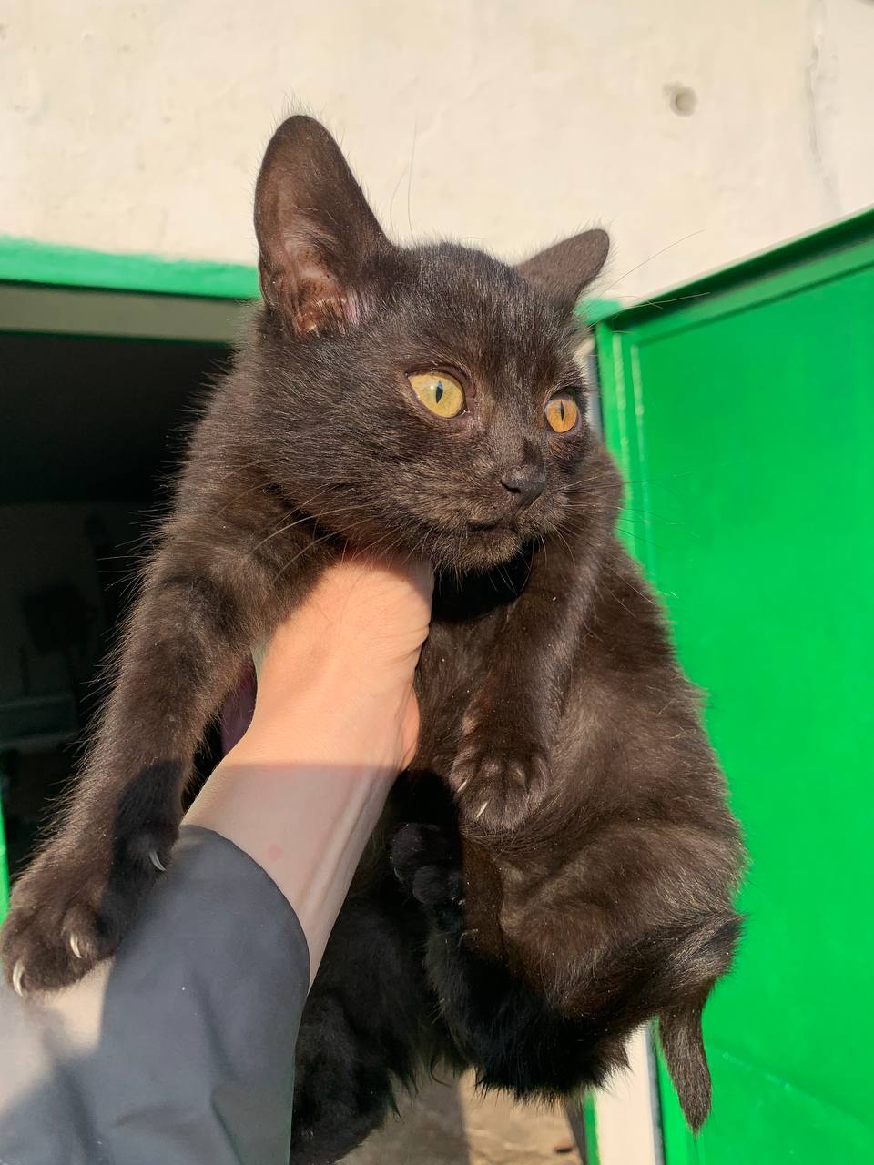 Котик 2 месяца ищет дом - Животные в Белгородская область - фото 3