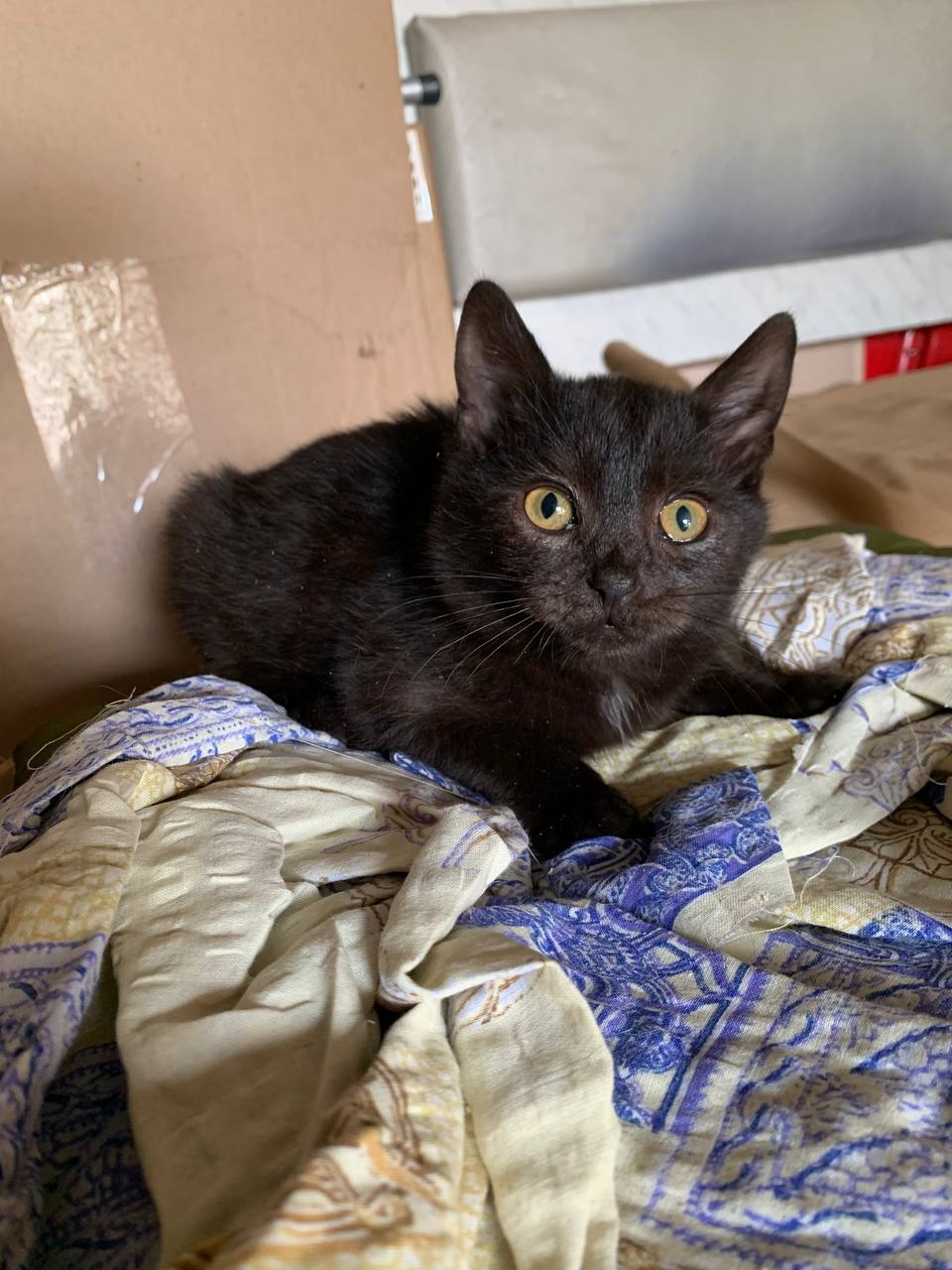 Котик 2 месяца ищет дом - Животные в Белгородская область - фото 4