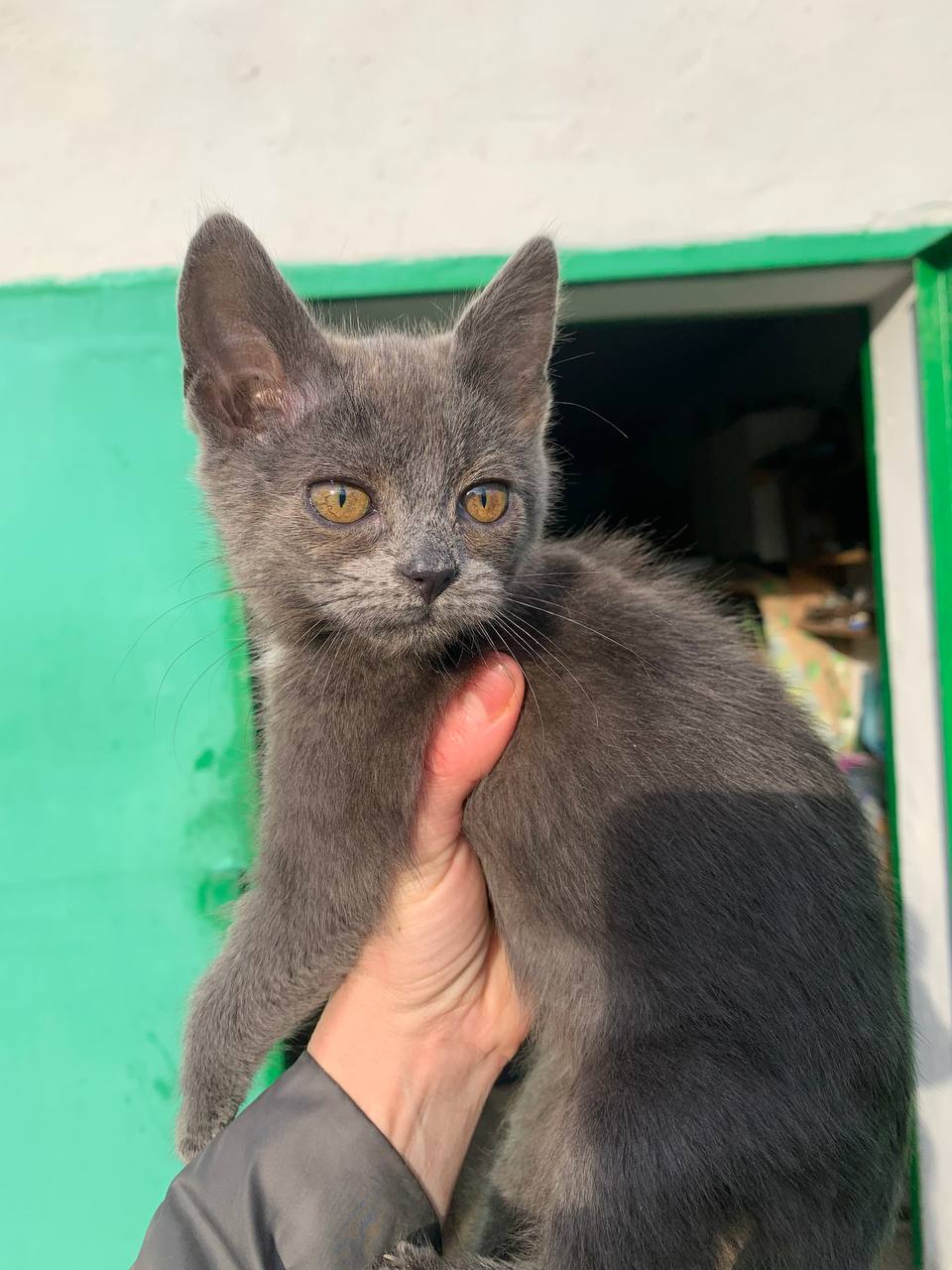 Кошечки ищут дом - частное объявление в Белгородская область