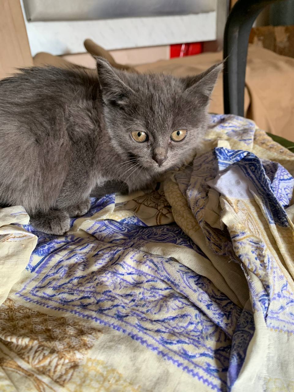 Кошечки ищут дом - Животные в Белгородская область - фото 2