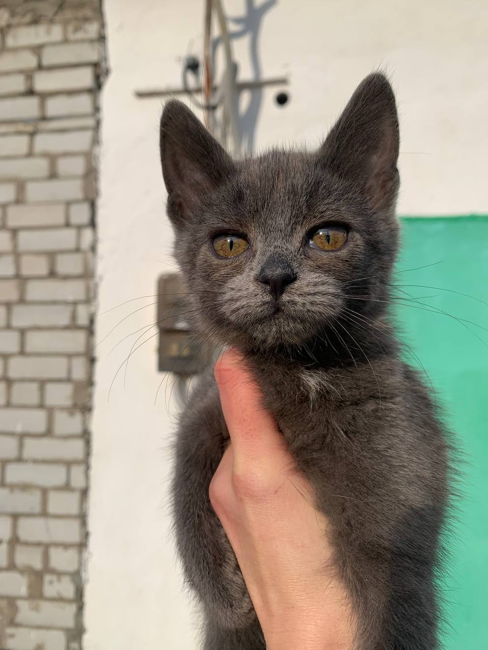 Кошечки ищут дом - Животные в Белгородская область - фото 3