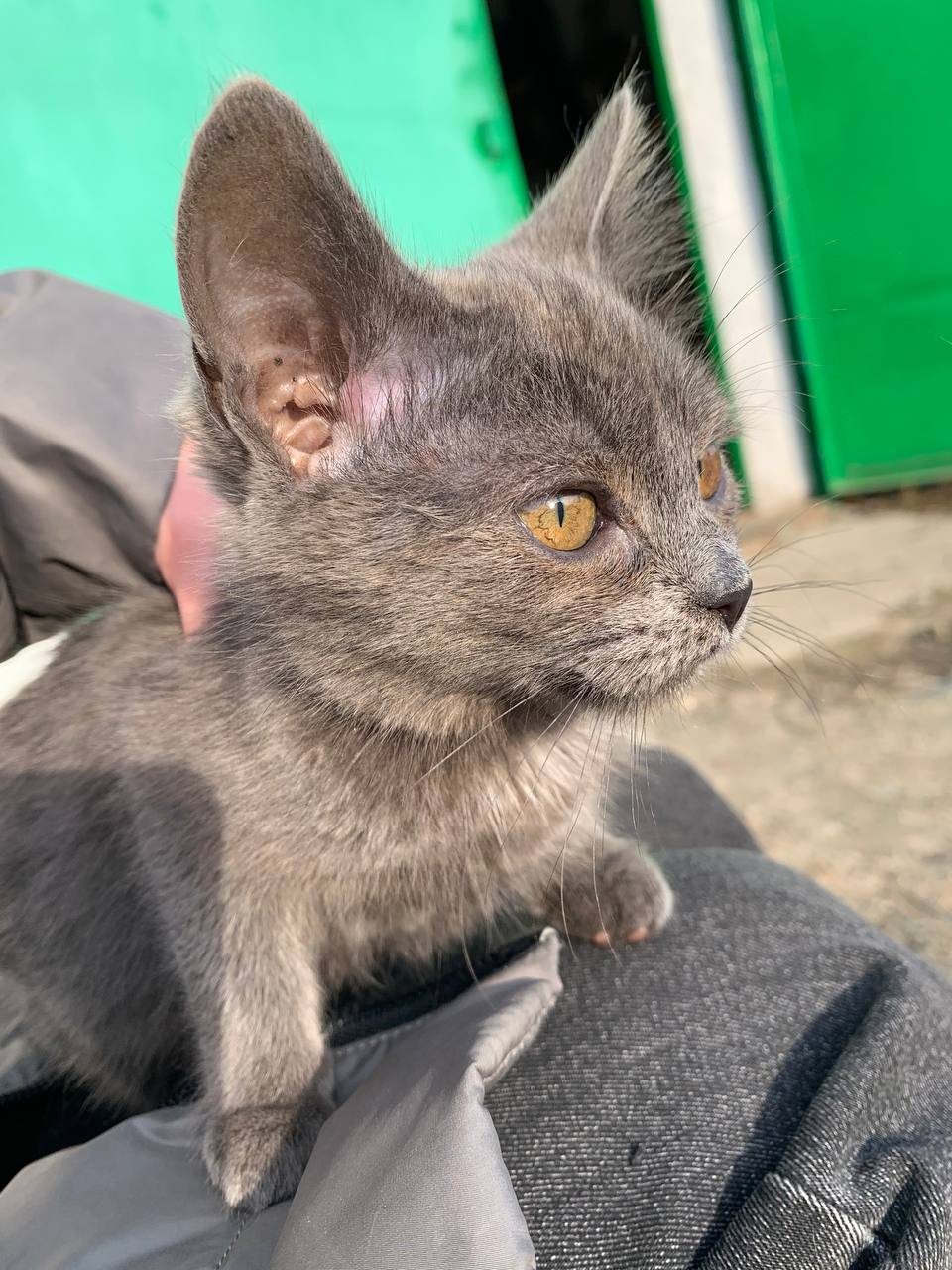 Кошечки ищут дом - Животные в Белгородская область - фото 4