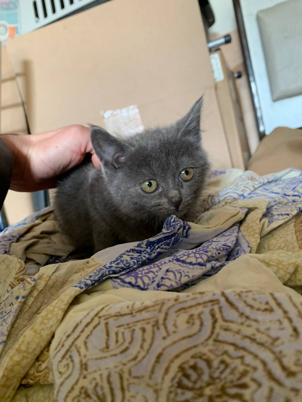 Кошечки ищут дом - Животные в Белгородская область - фото 5