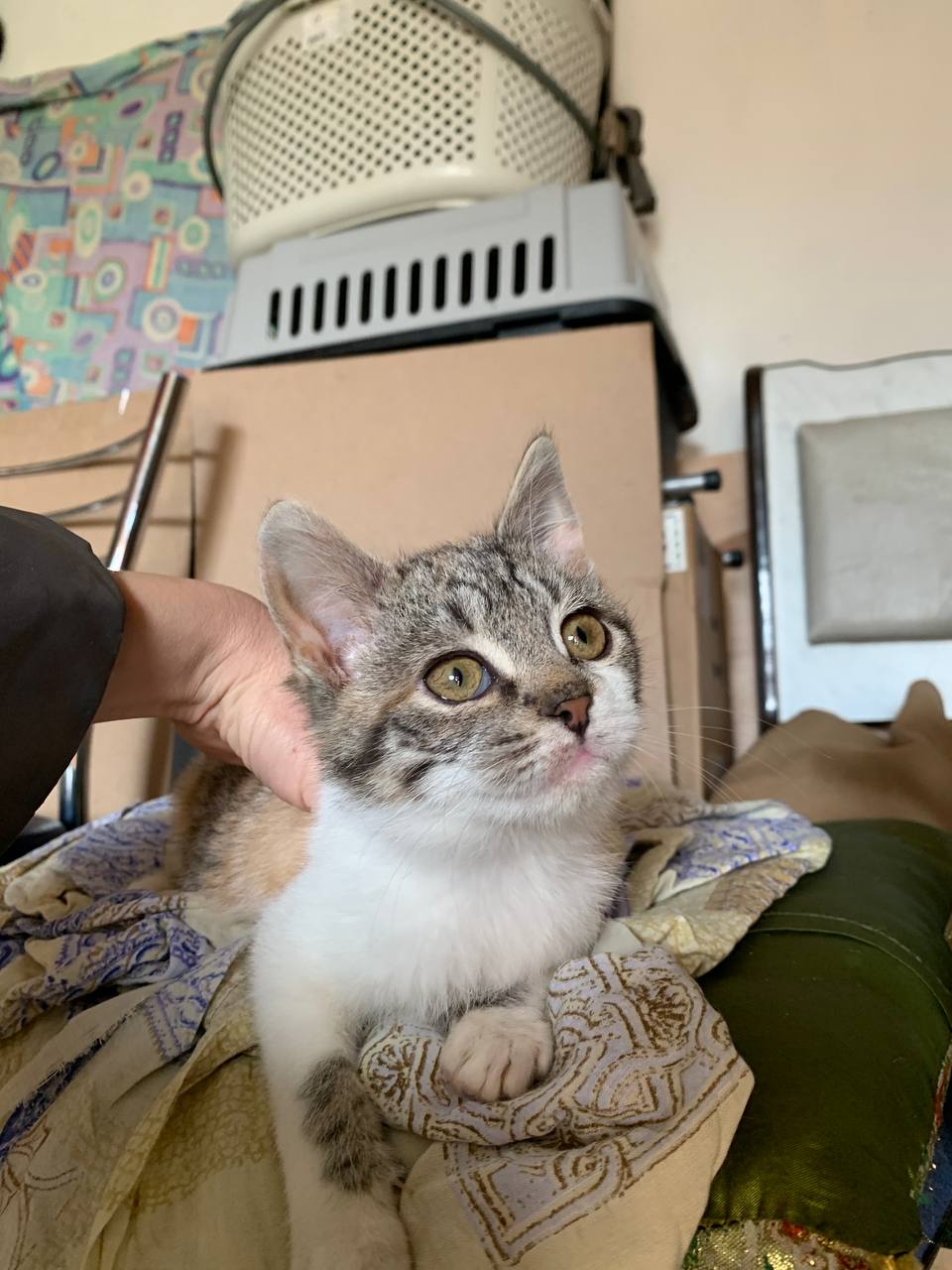 Кошечка 2,5 месяца ищет дом - частное объявление в Белгородская область