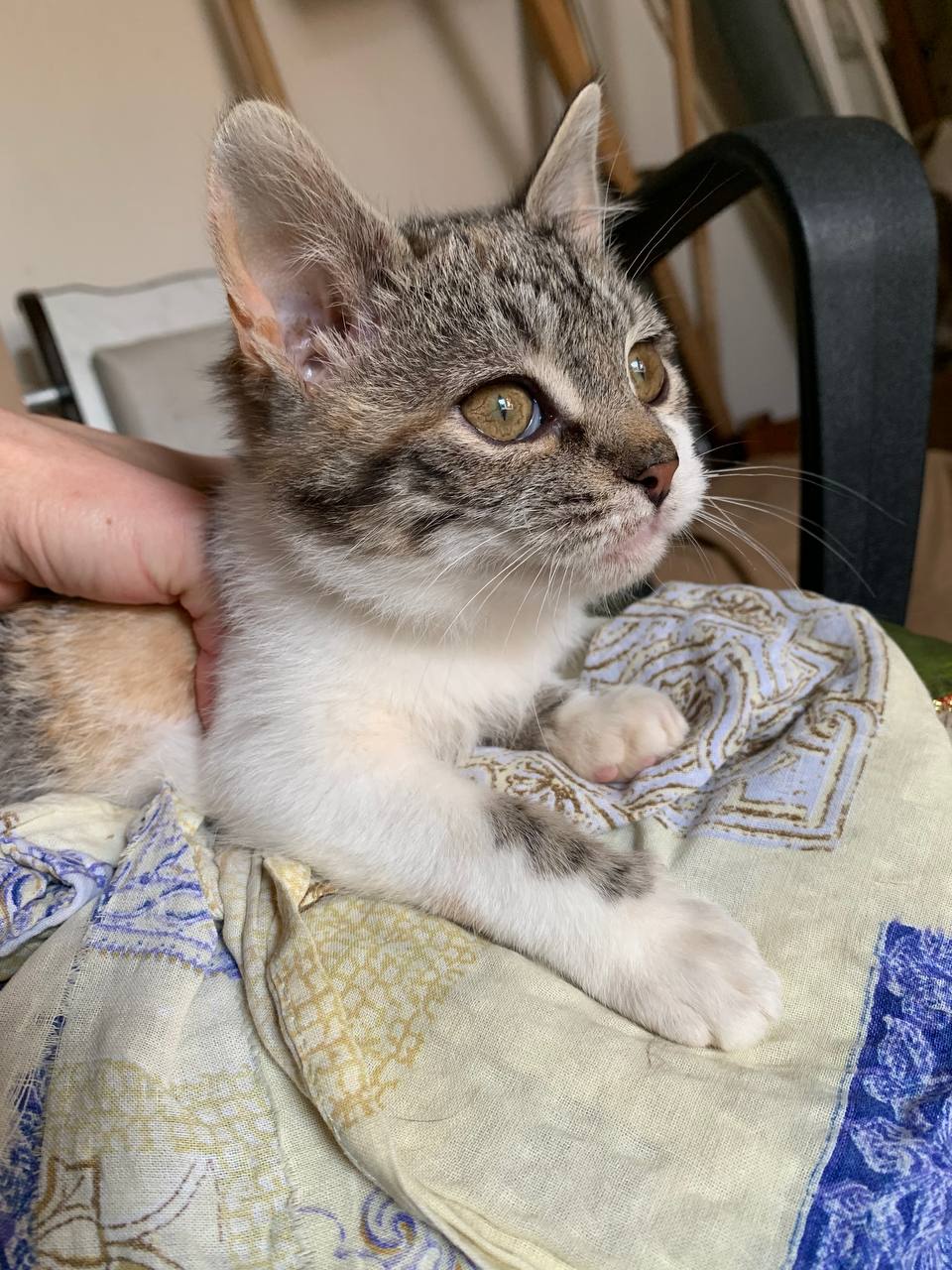 Кошечка 2,5 месяца ищет дом - Животные в Белгородская область - фото 2