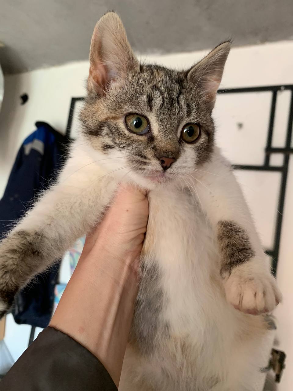 Кошечка 2,5 месяца ищет дом - Животные в Белгородская область - фото 3