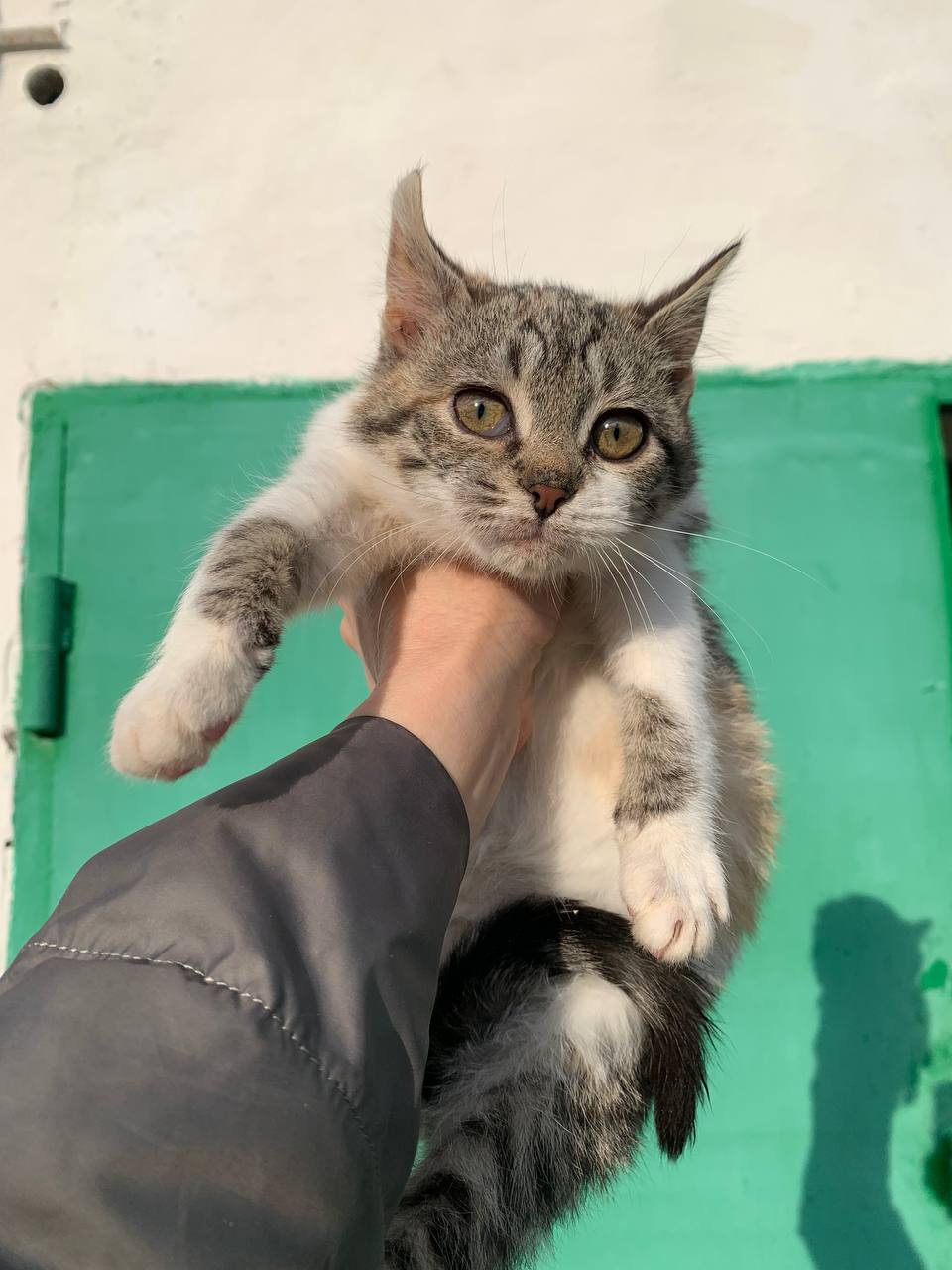 Кошечка 2,5 месяца ищет дом - Животные в Белгородская область - фото 4