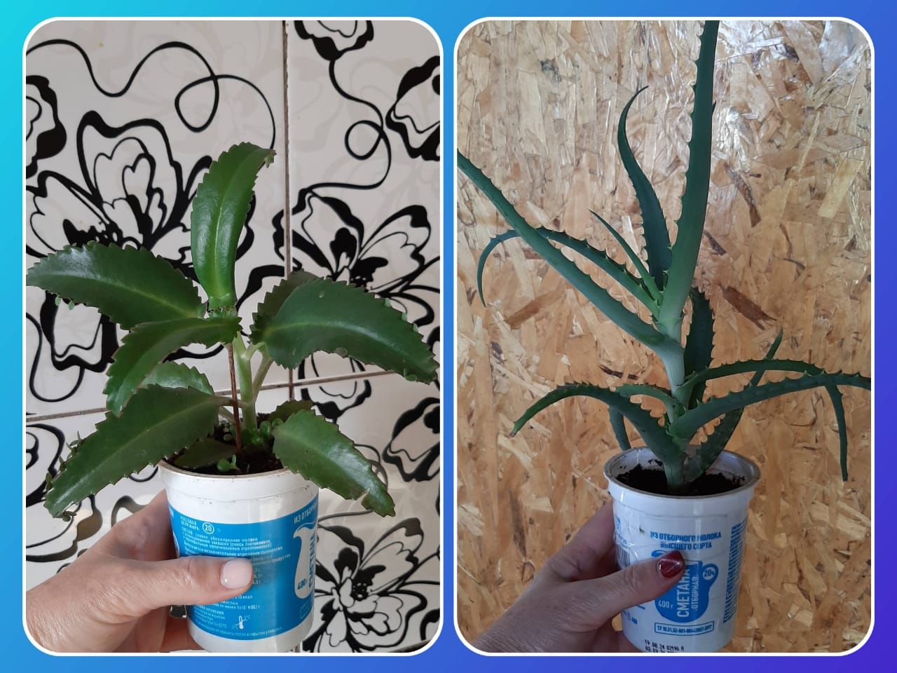 Продам излишки растений - частное объявление в Кировский