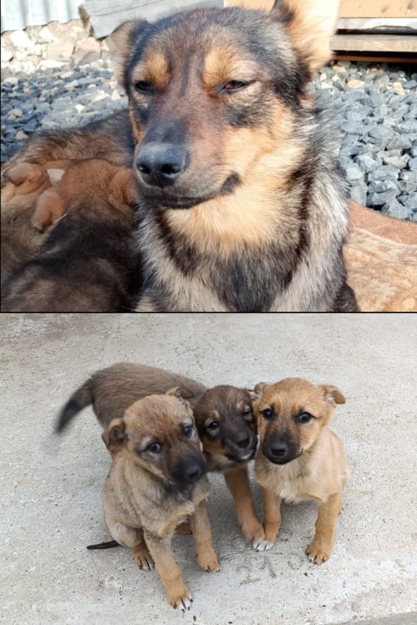 Бродяга Мама с щенками нуждается в пристрое - частное объявление в Кировский район
