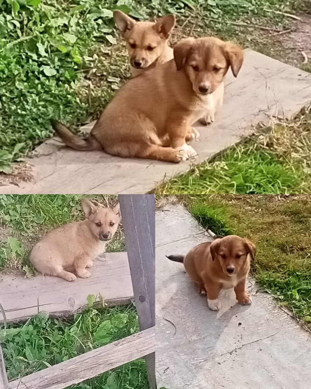 Два мальчика ищут добрые руки - частное объявление в Кировский район