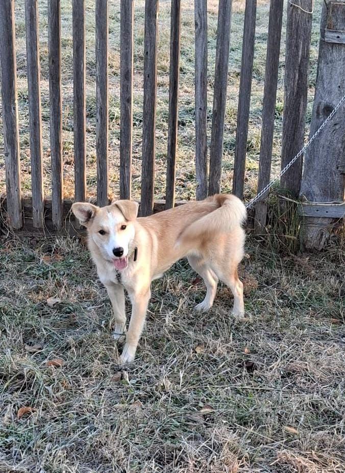 Девчонка стерилизованная ищет добрые руки - частное объявление в Кировский район