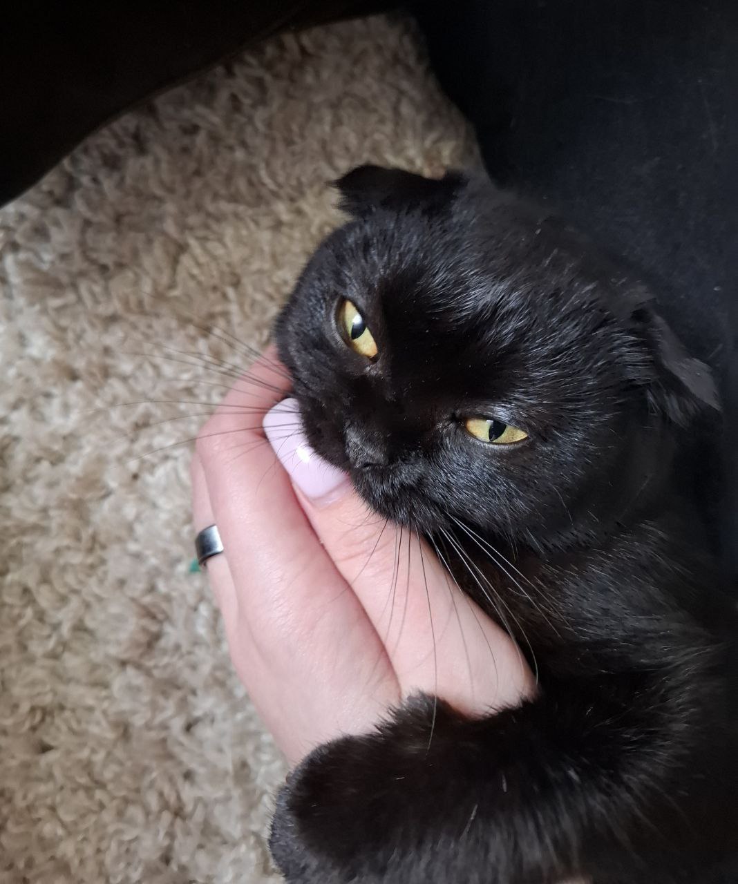 Потерялась кошка - Животные в Исилькуль