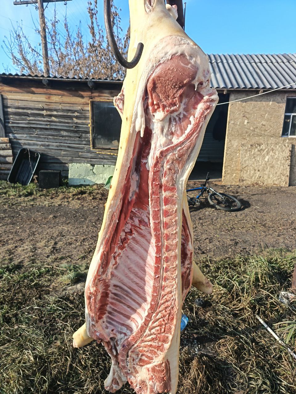 Продам домашнее мясо свинины - Животные в Исилькуль