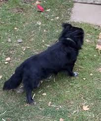 Потерялась собака - частное объявление в Дзержинск