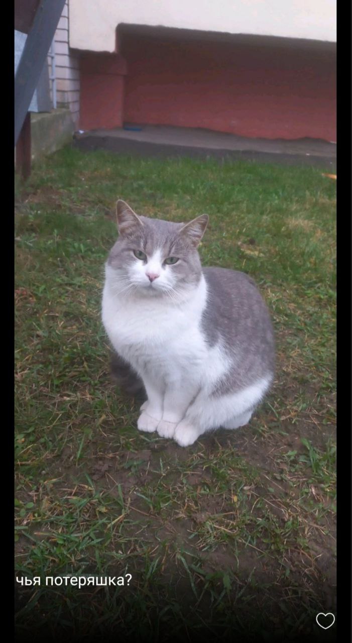 Поиск хозяина для кота на улице Тихой - частное объявление в Дзержинск