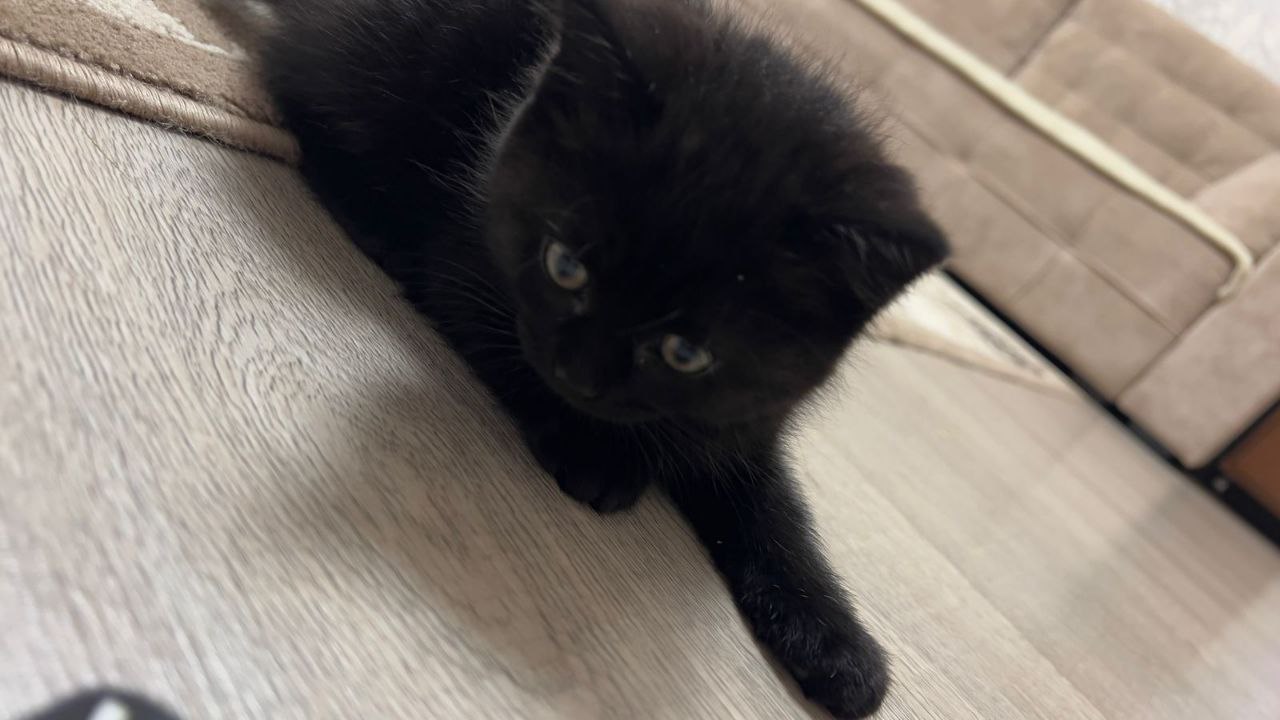 Отдам котенка девочку в добрые руки - Животные в Тюмень