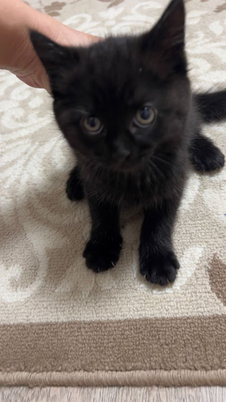 Отдам котенка девочку в добрые руки - Животные в Тюмень - фото 3