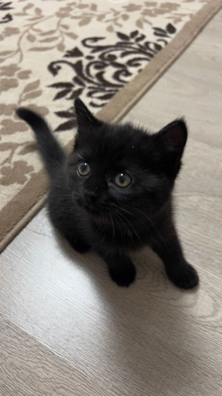 Отдам котенка девочку в добрые руки - Животные в Тюмень - фото 4