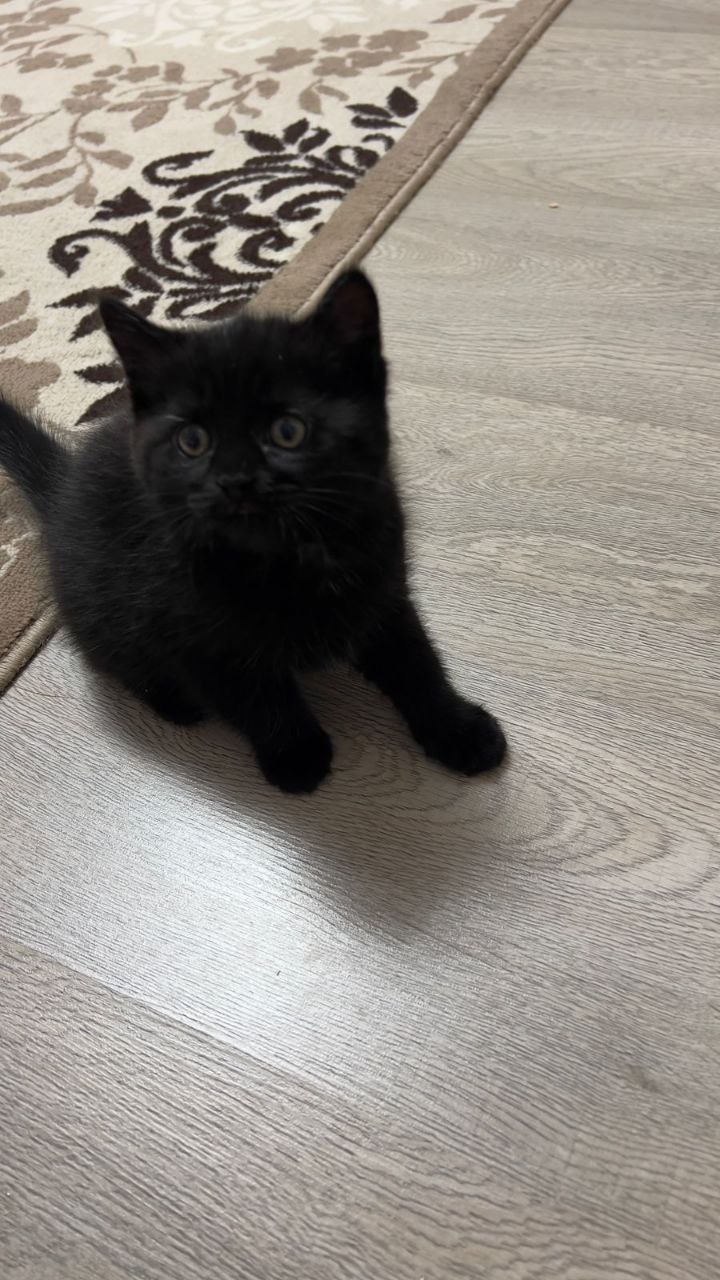 Отдам котенка девочку в добрые руки - Животные в Тюмень - фото 5