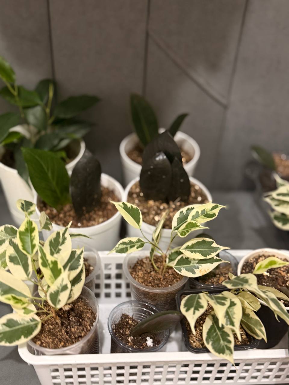 Цветы от 100₽ Барахолка ЖК «Домашний» - Хобби и отдых в Тюмень