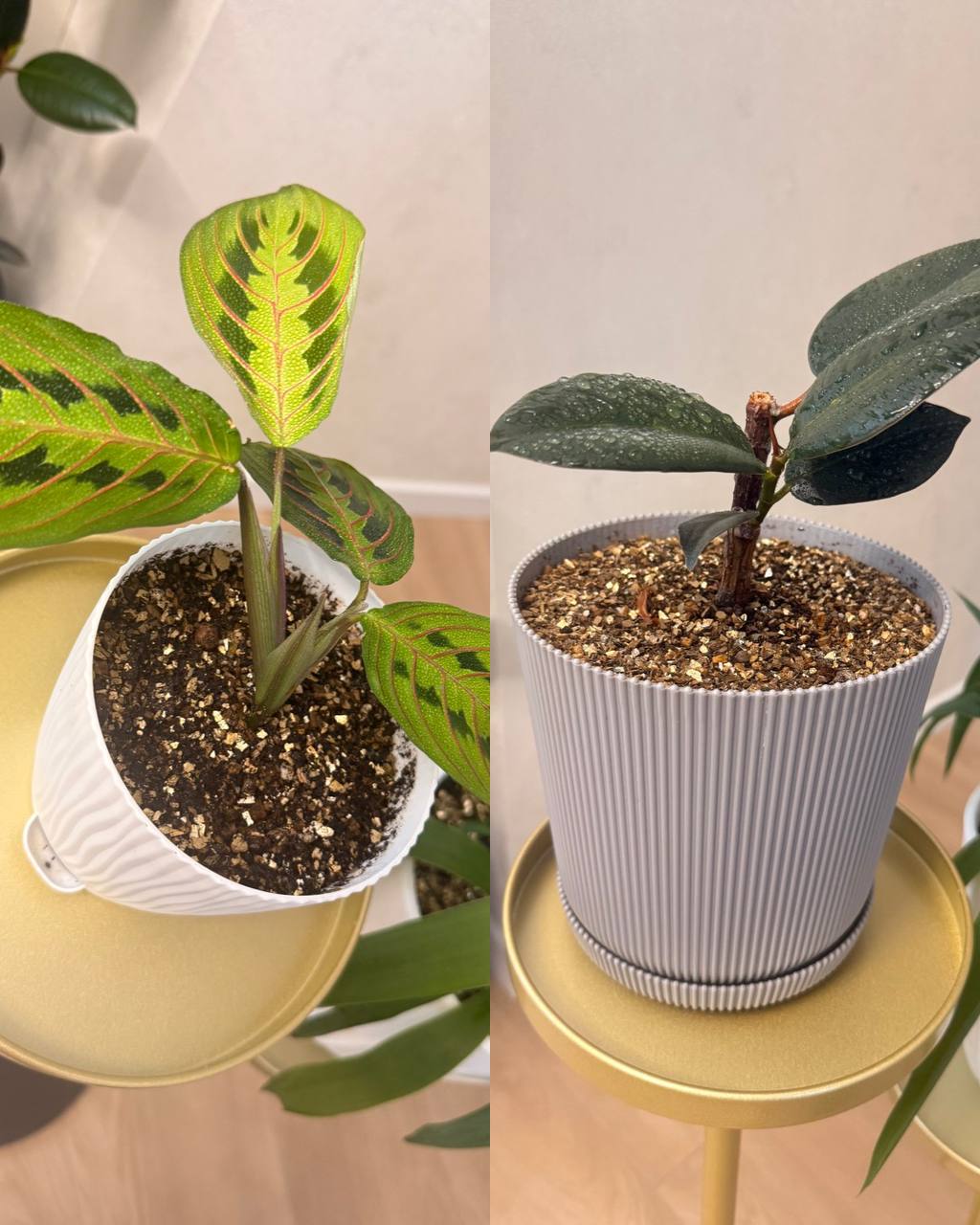 Цветы в наличии Барахолка ЖК Домашний - Хобби и отдых в Тюмень