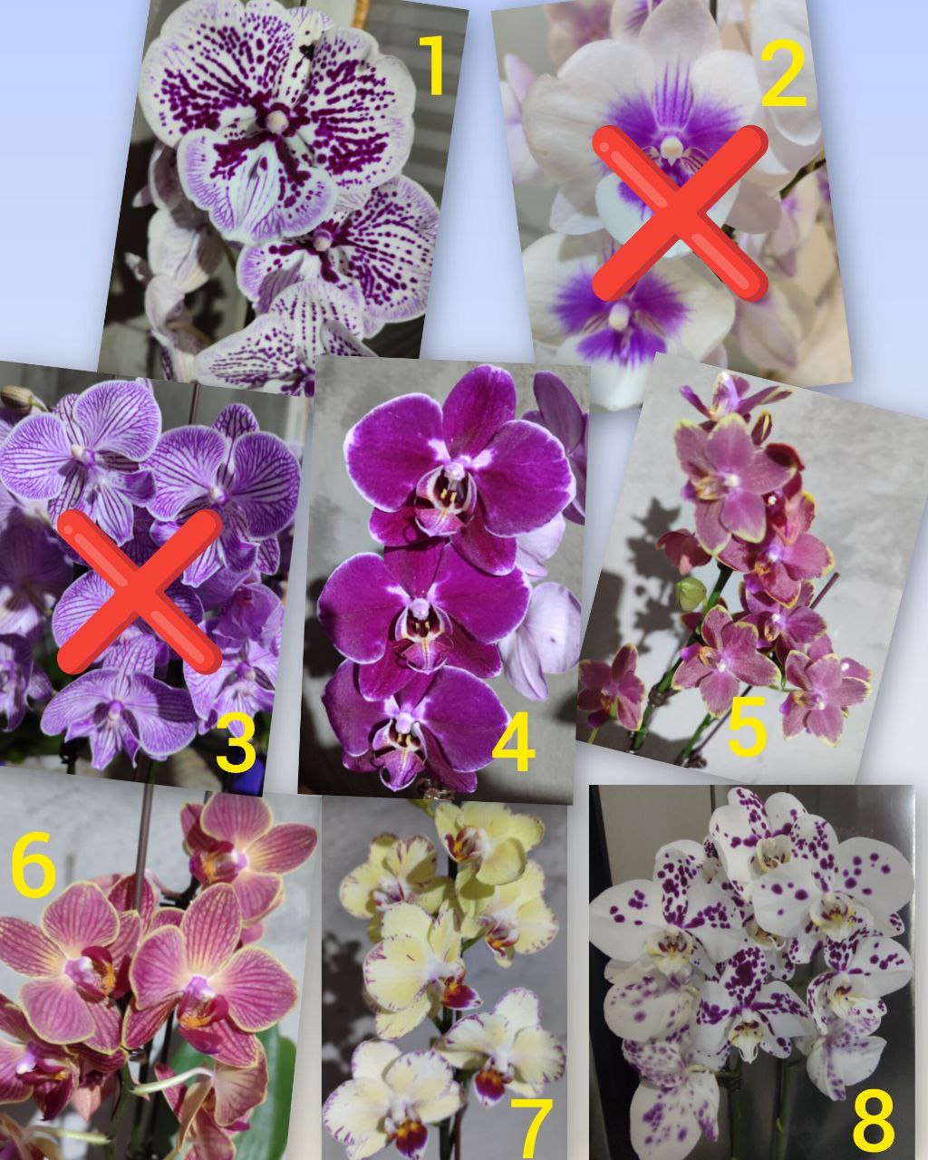 Цветущие орхидеи в наличии - Хобби и отдых в Владивосток