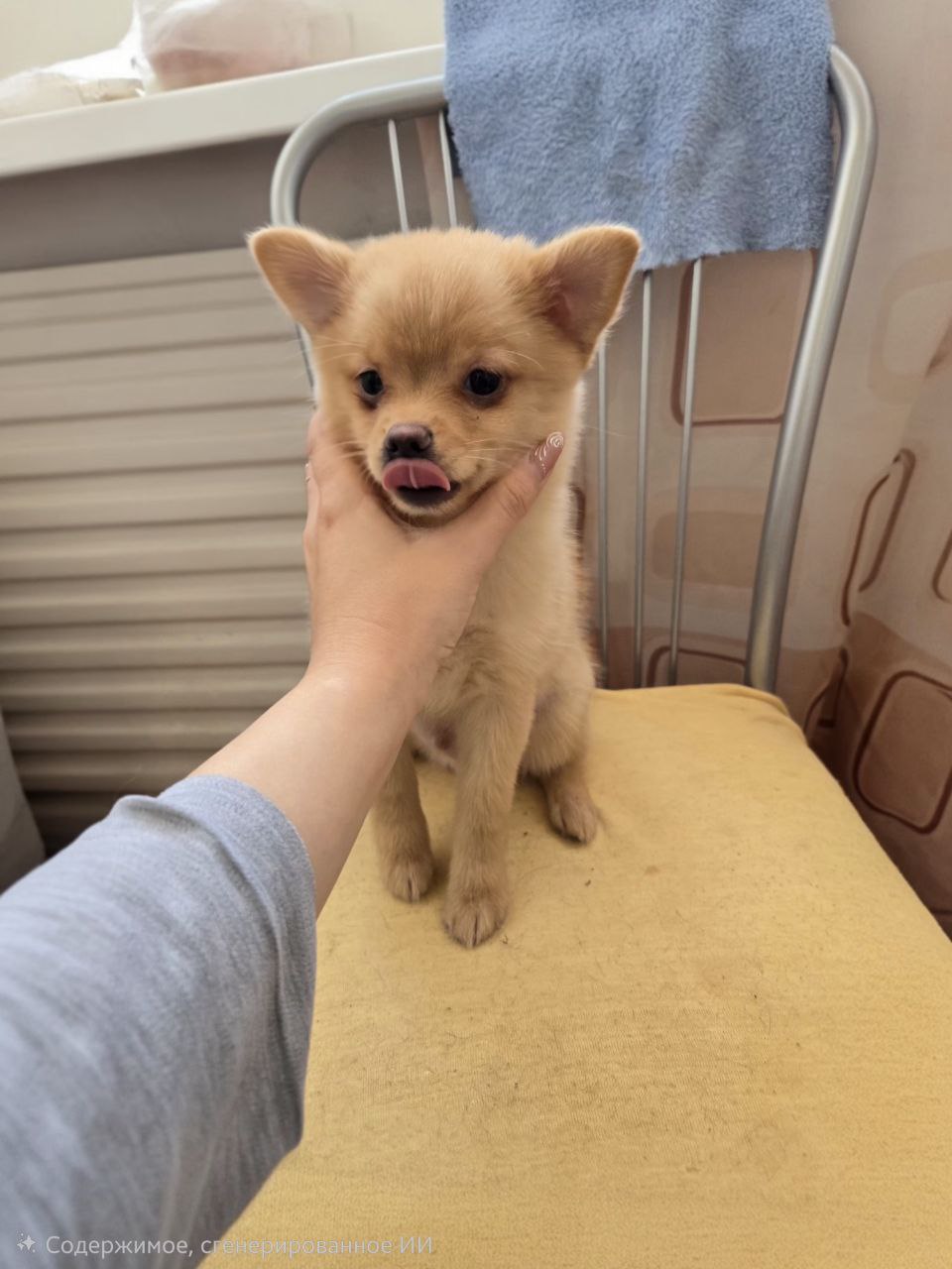 Продаётся щенок смешанной породы - Животные в Владивосток