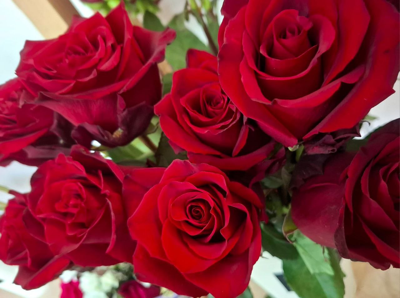 Роза Эксплорер бордовый цвет 60 см - Хобби и отдых в Владивосток