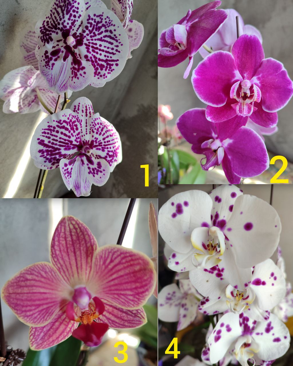 Цветущие орхидеи в наличии - Хобби и отдых в Владивосток