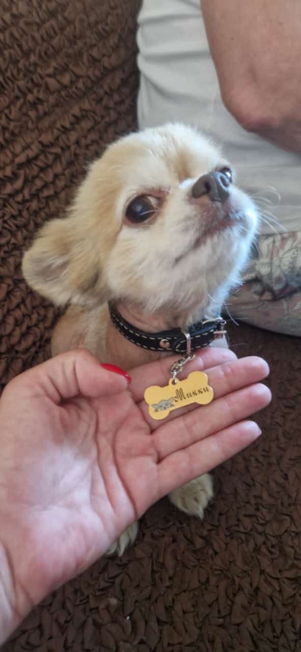 Адресники для питомцев - Животные в Владивосток - фото 2