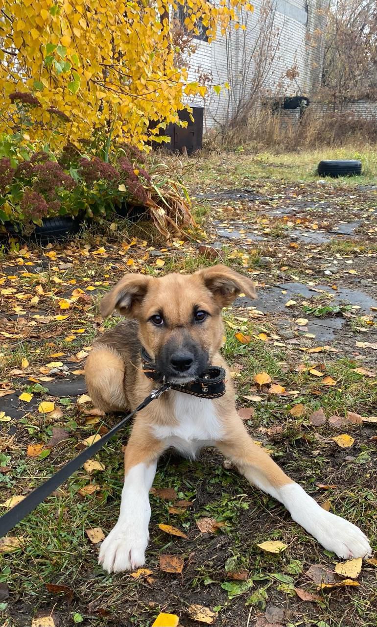 Рич дворянин 4 месяца - Животные в Пенза