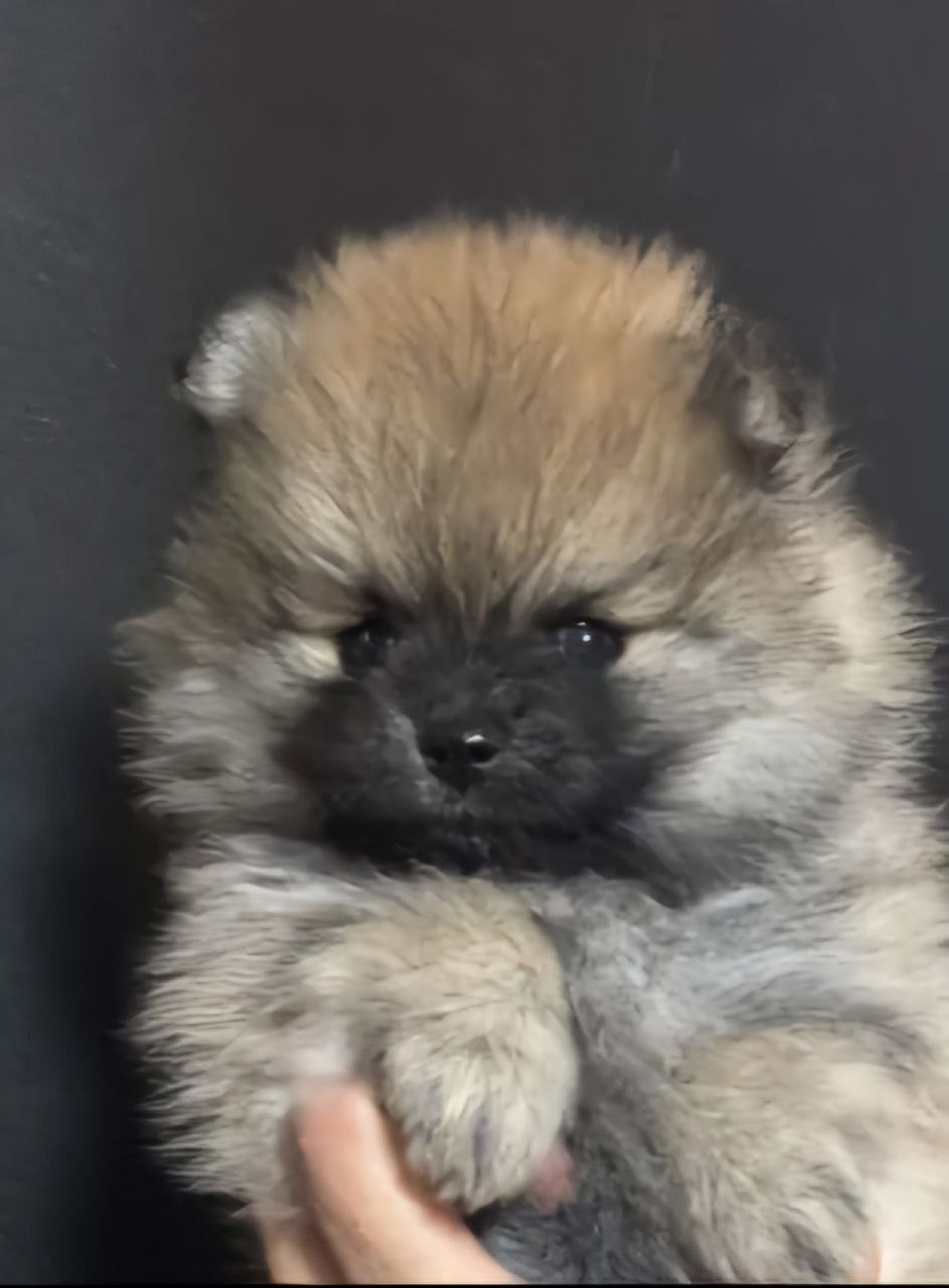 Щенки немецкого шпица - Животные в Ангарск - фото 1