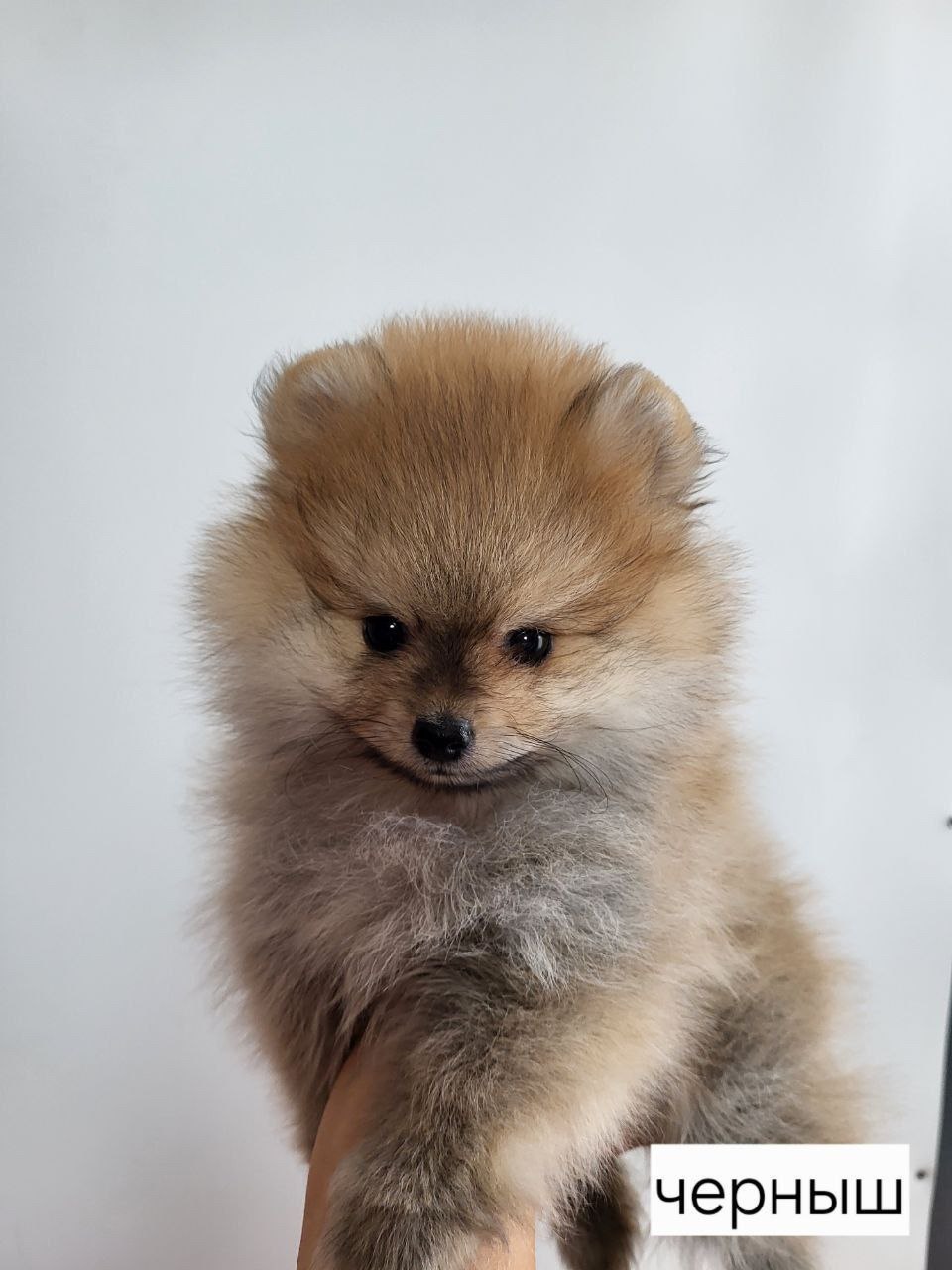 Щенки немецкого шпица - Животные в Ангарск - фото 2