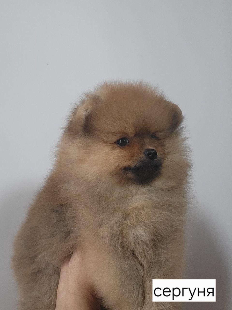 Щенки немецкого шпица - Животные в Ангарск - фото 3