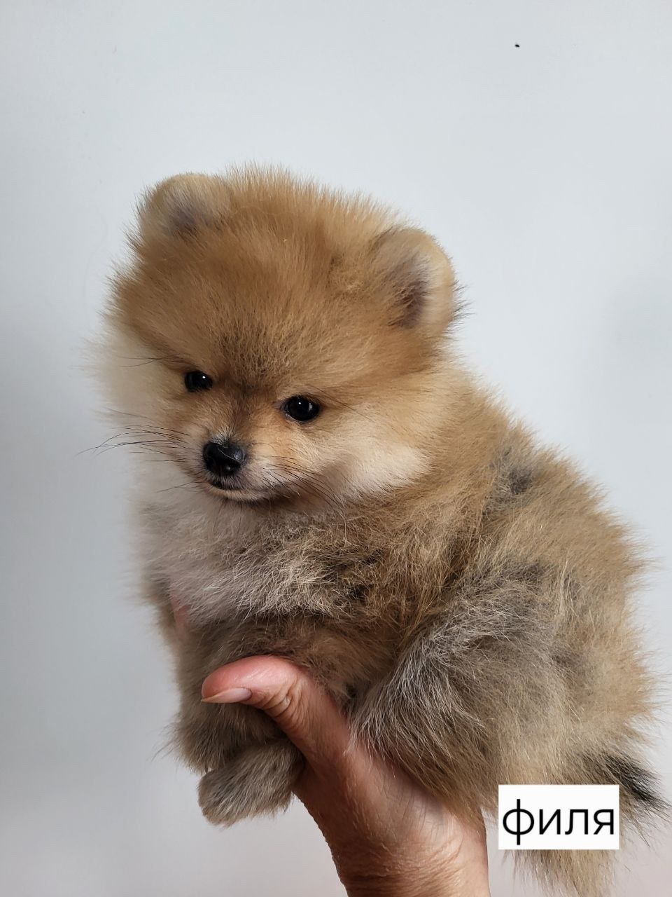 Щенки немецкого шпица - Животные в Ангарск - фото 4