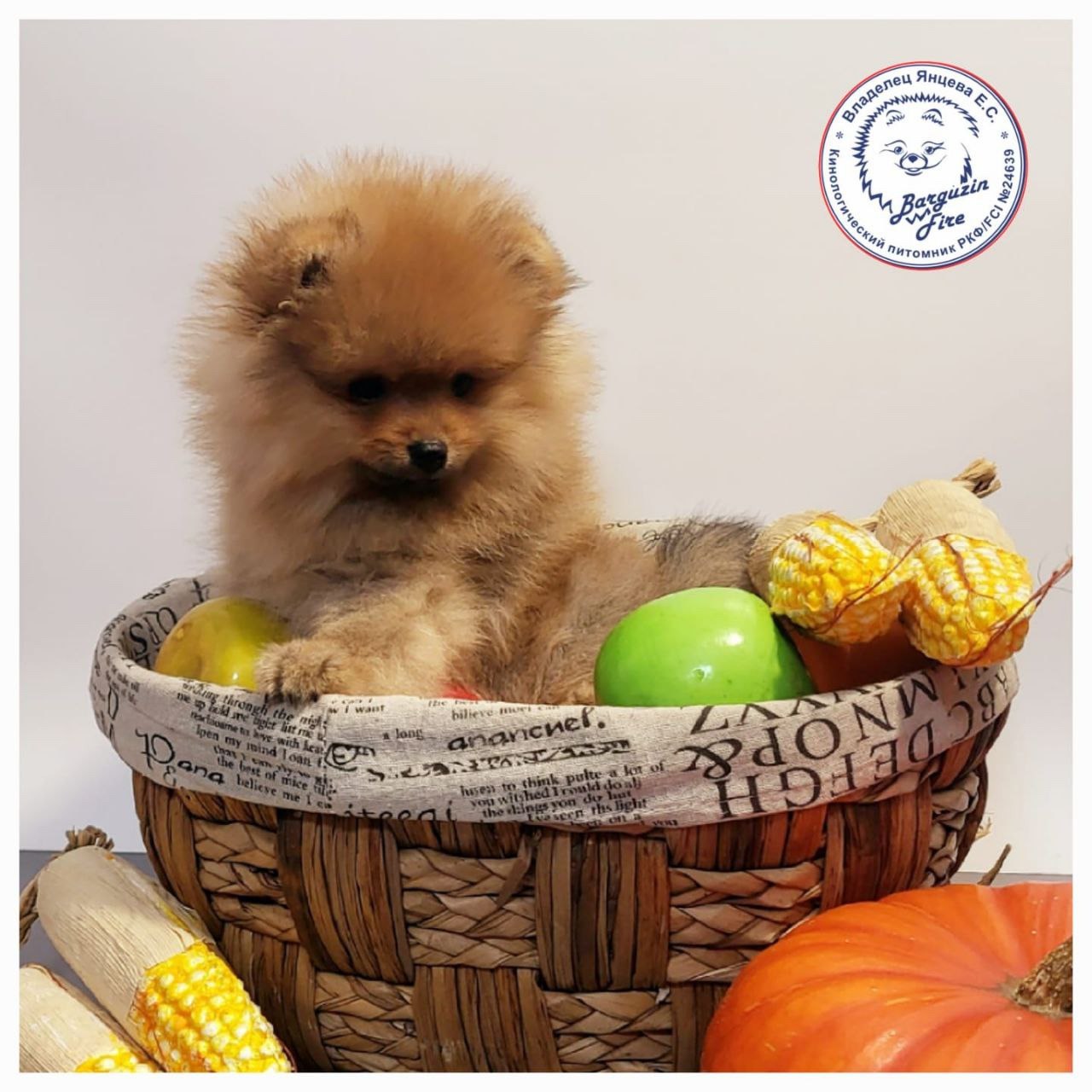 Щенки немецкого шпица - Животные в Ангарск - фото 5