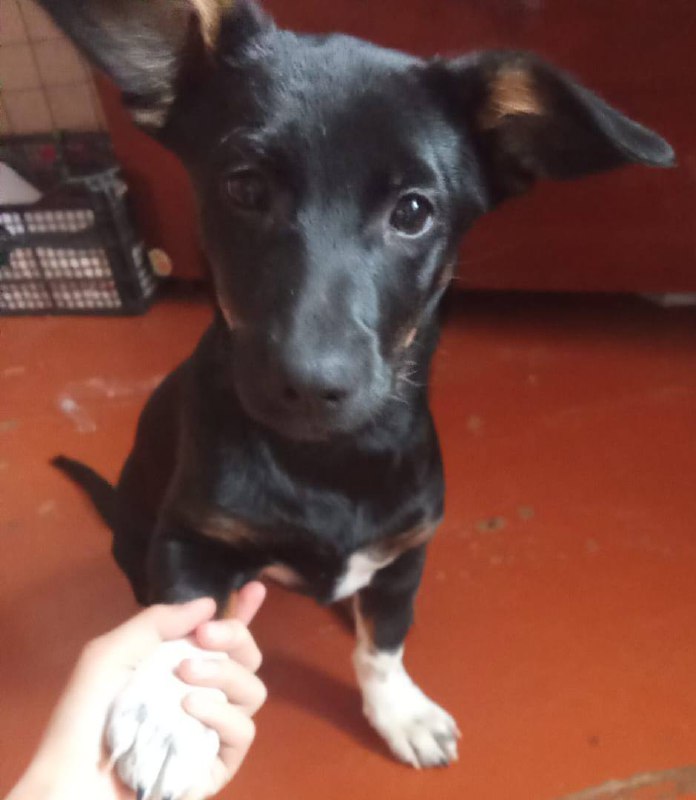 Собачка в хорошие руки - Животные в Чита