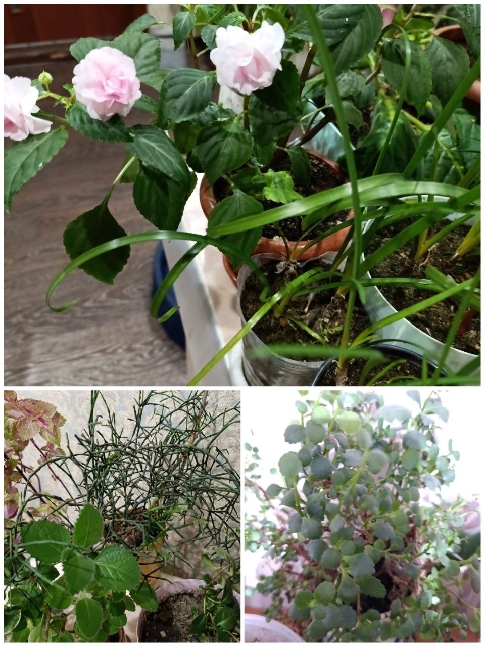 Продам комнатные цветы - Хобби и отдых в Чита